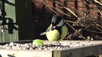 GREATTIT ON BIRDTABLE